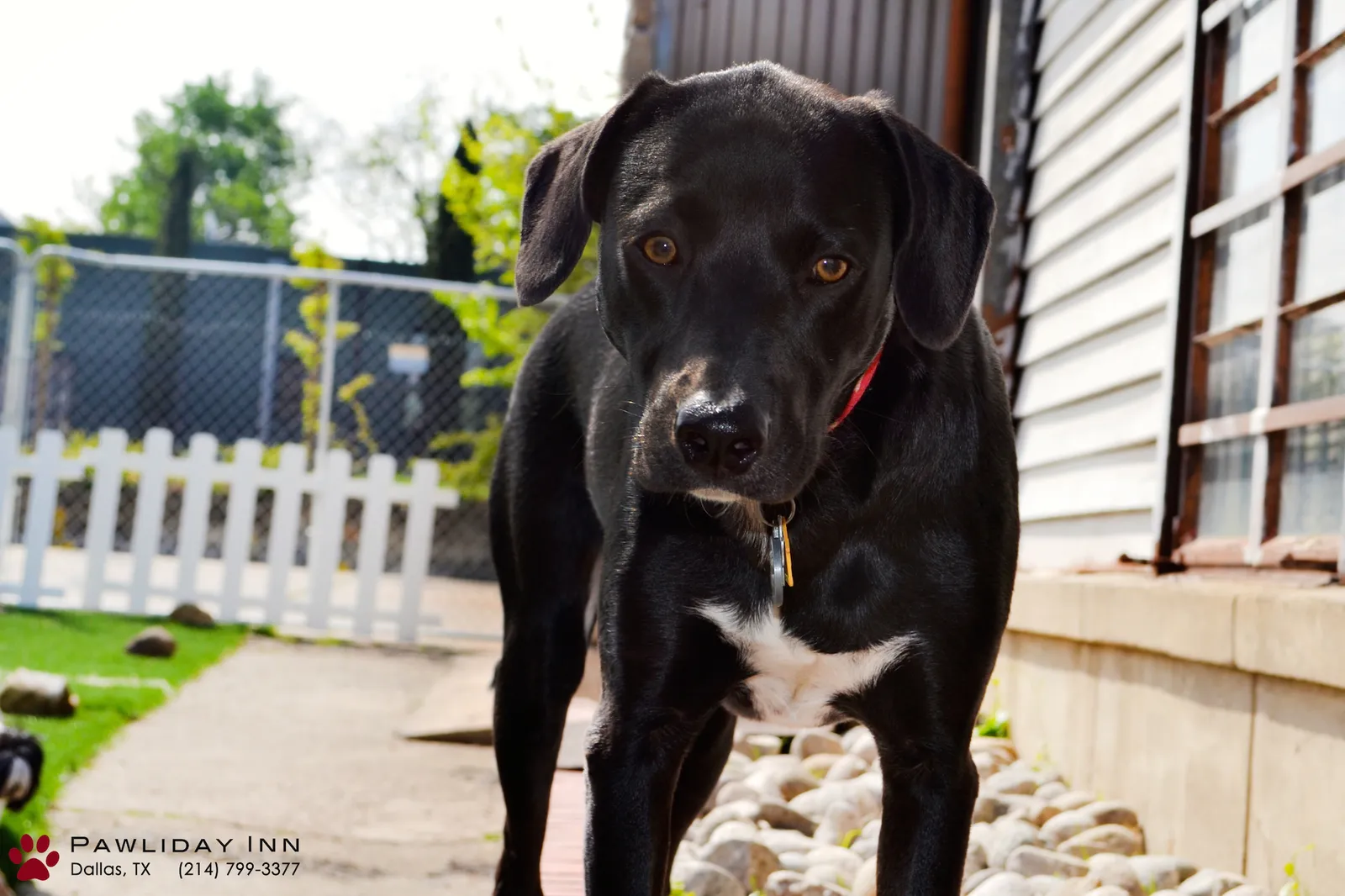 Conclusion: Why Groomers See Old Dogs Differently (And Why It Matters) (By Adelaidasofia, CC BY-SA 3.0)