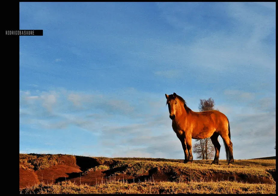 What It Means to Have the Horse as Your Spirit Animal Today (Rodrigo Basaure, Flickr, CC BY 2.0)