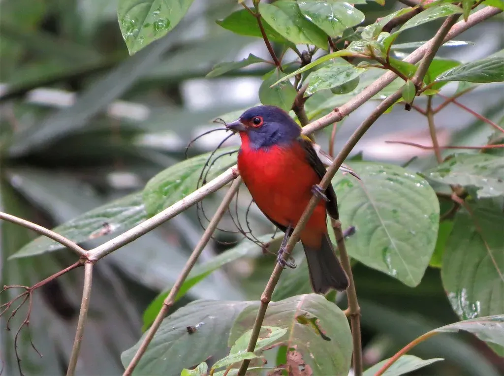Painted Bunting: North America's Hidden Gem (Image Credits: Flickr)