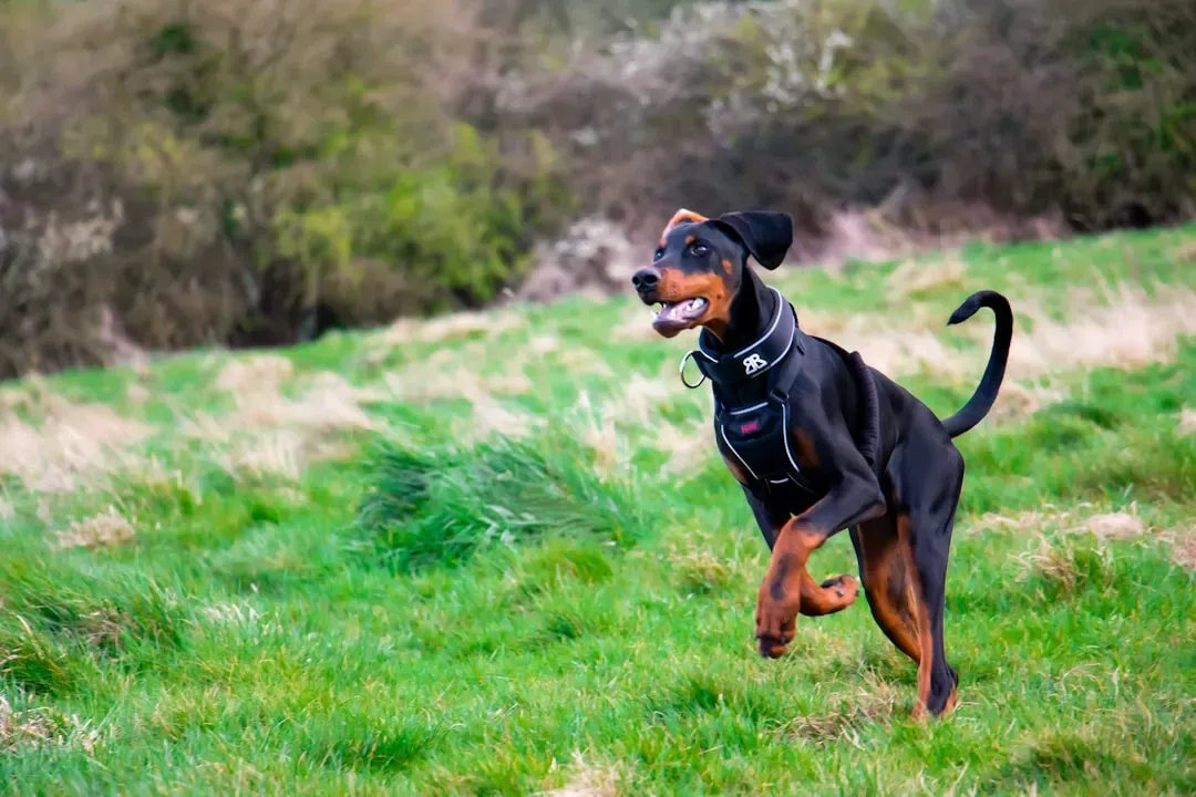 Doberman Pinscher (Image Credits: Unsplash)
