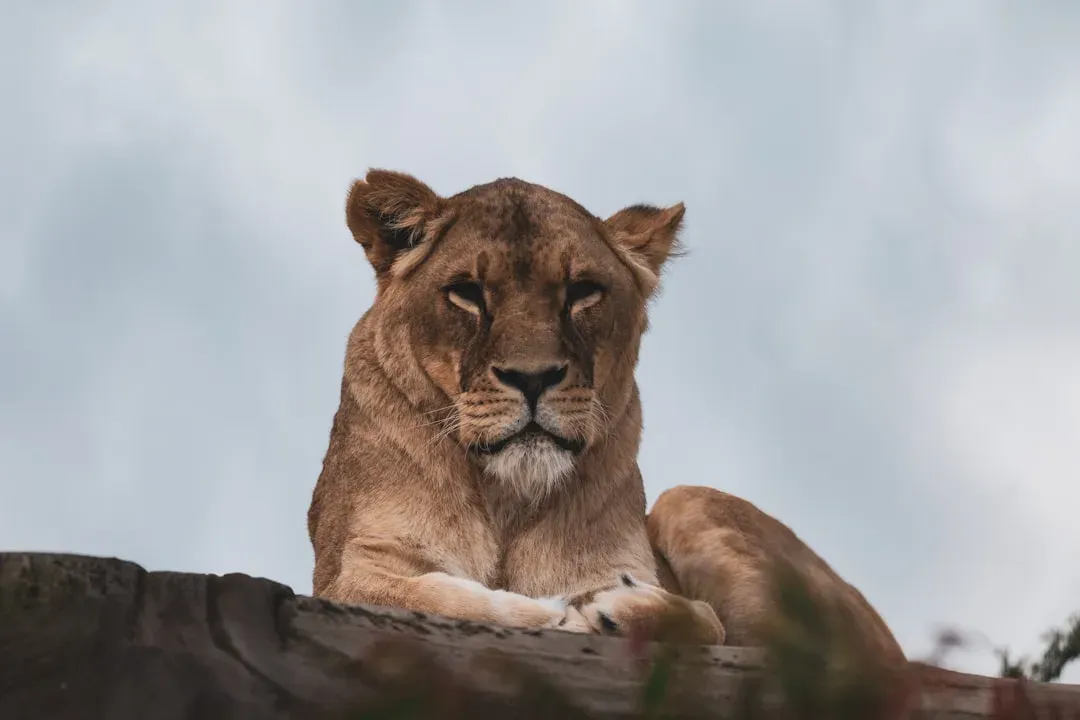 Hunting Strategies and Prey (Image Credits: Unsplash)