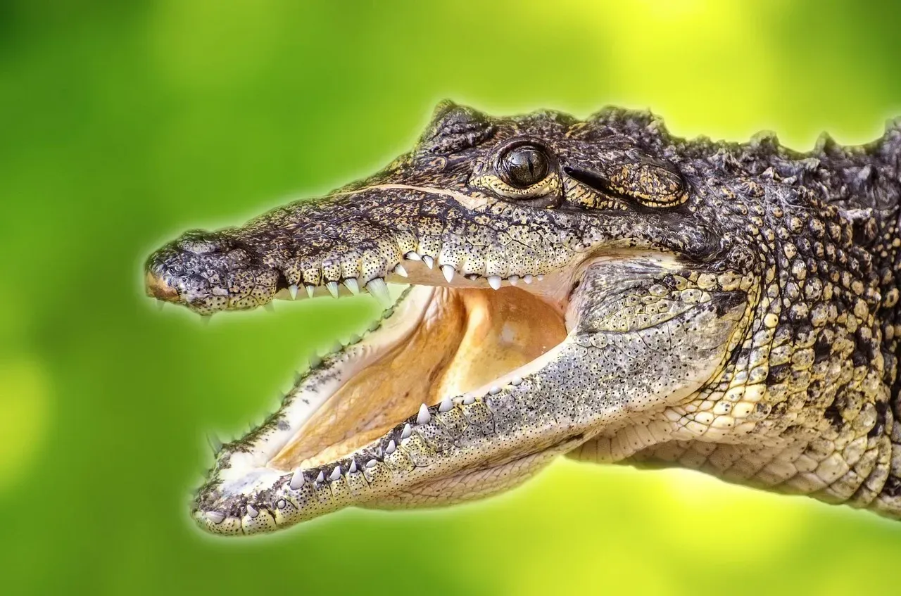The Crocodile: Outlasting the Dinosaurs (Image Credits: Pixabay)