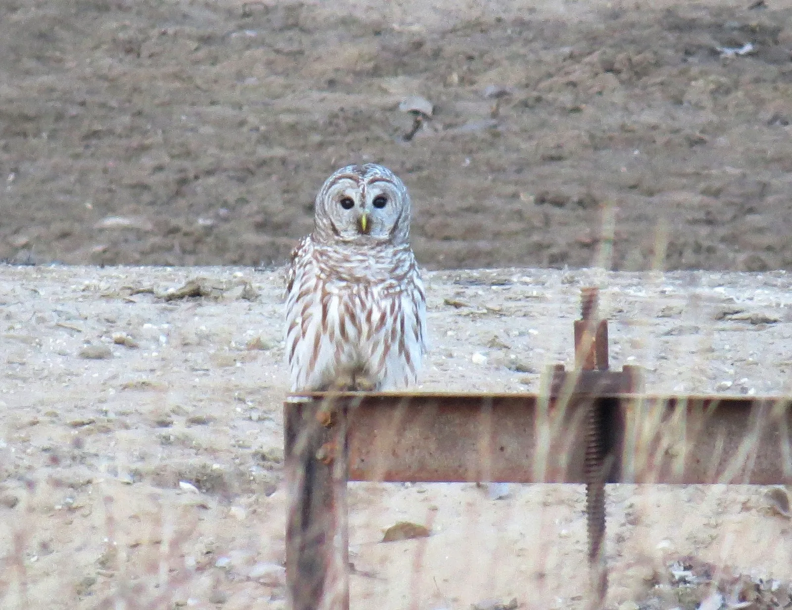 10. Ultraviolet Light Detection (Barred Owl, Public domain)