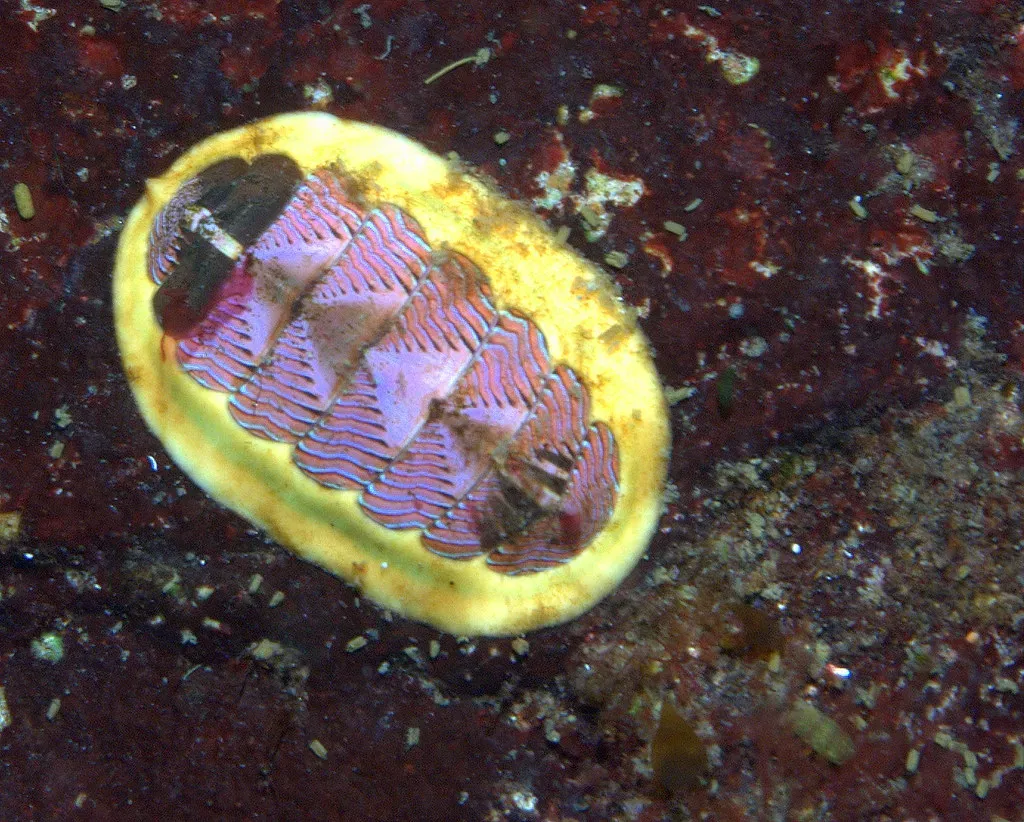 The Deep-Sea Chiton - Named by the People, for the People (Ed Bierman, Flickr, CC BY 2.0)