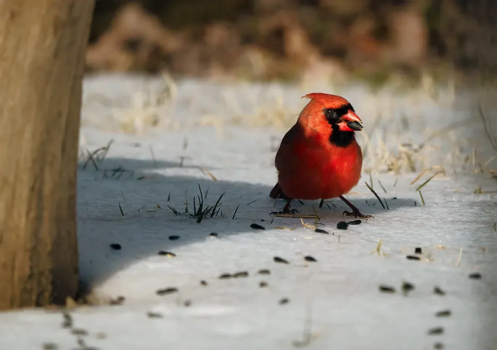 They Raise Their Young With Careful Feeding (John Brighenti, Flickr, CC BY 2.0)