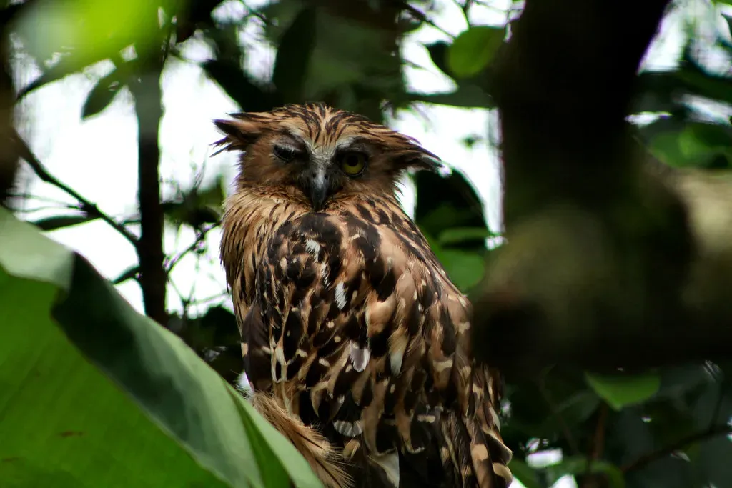 Is It Mutualism, Commensalism, or Something in Between? (Phalinn Ooi, Flickr, CC BY 2.0)