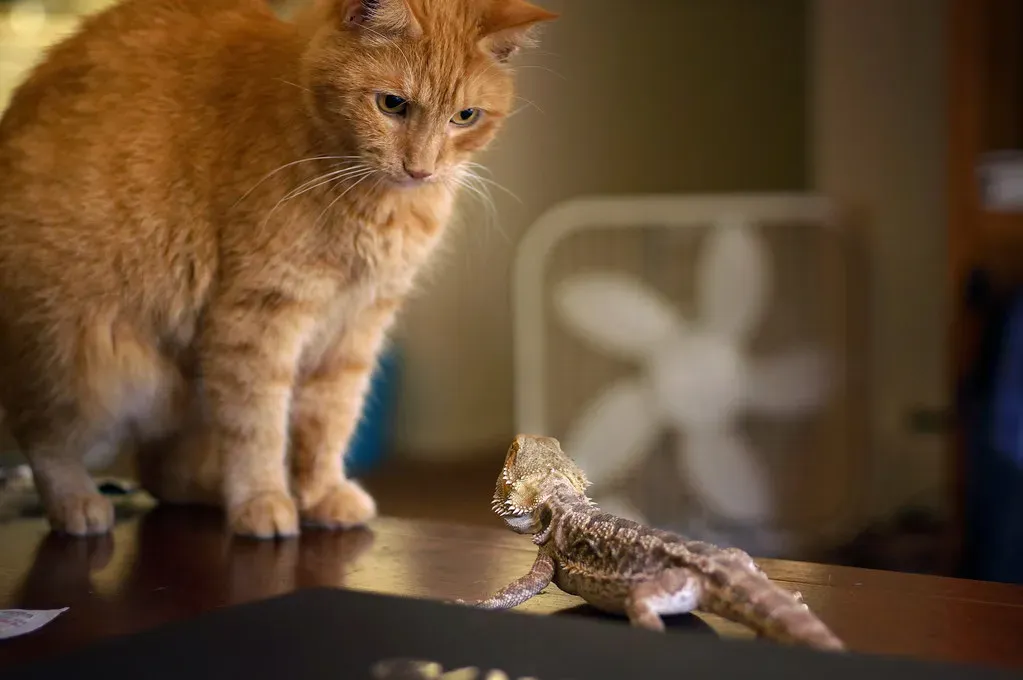 7. Bearded Dragons: Reptilian Cuddle Buddies (Image Credits: Flickr)