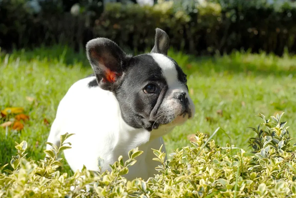 2. French Bulldog (Image Credits: Rawpixel)