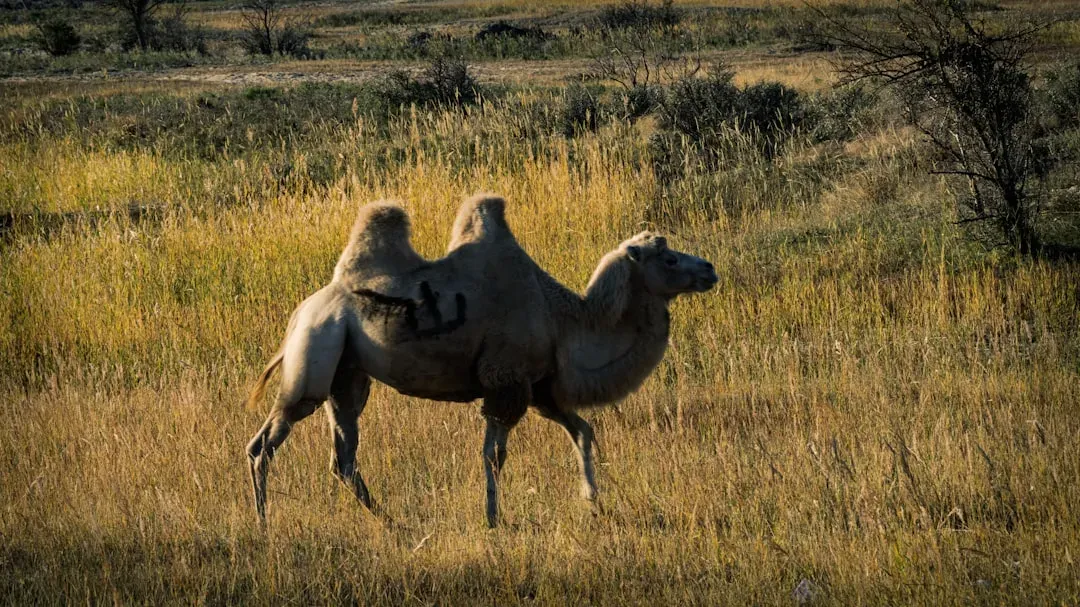 2. Fat Humps as Portable Survival Kits (Image Credits: Unsplash)
