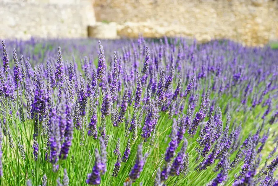 #3 - Lavender: The Beautiful Herb That Quietly Blocks Mosquito Radar (Image Credits: Pexels)