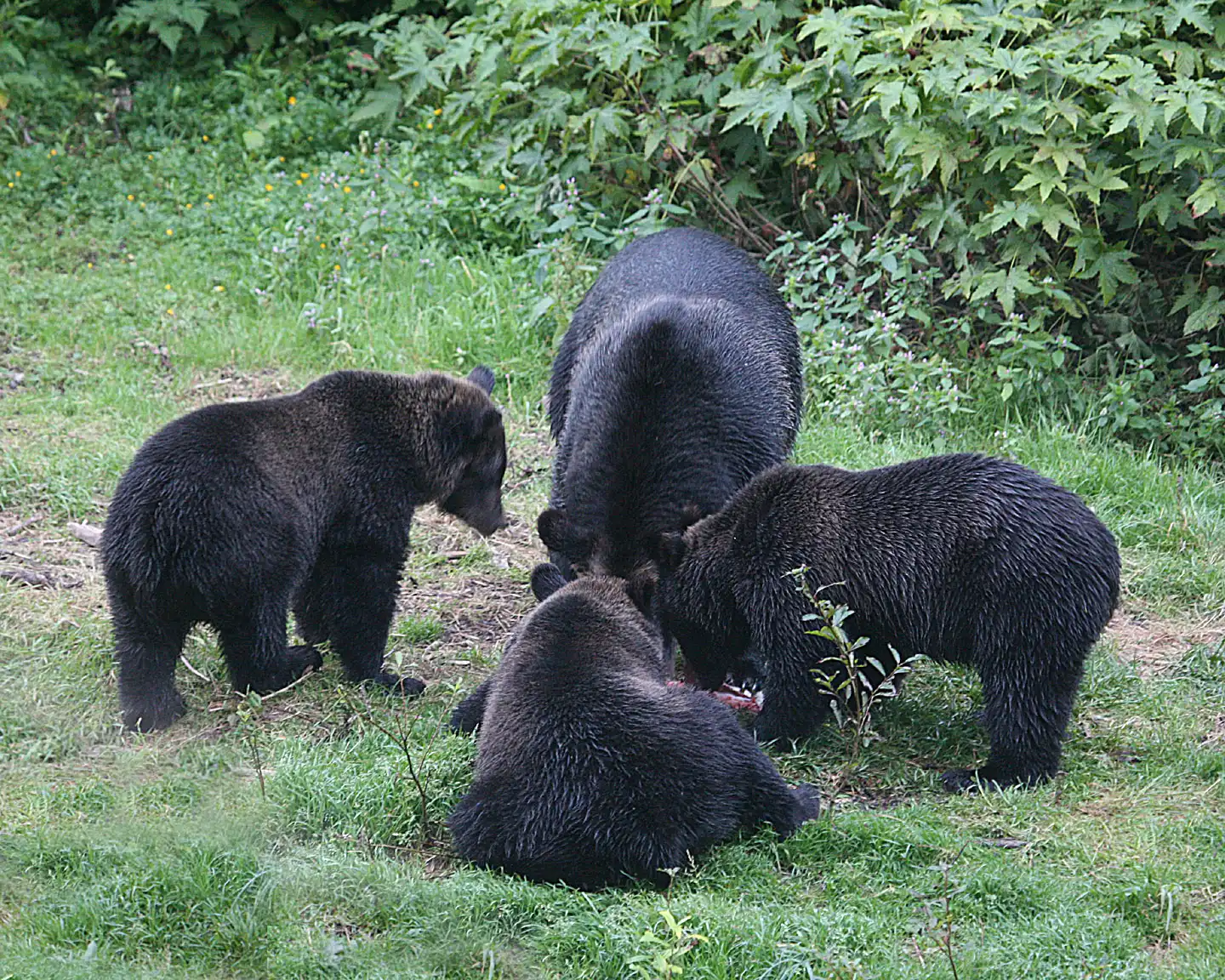 9. Black Bears: Shy Foragers With Serious Power (Mother with three cubs, CC BY 2.0)