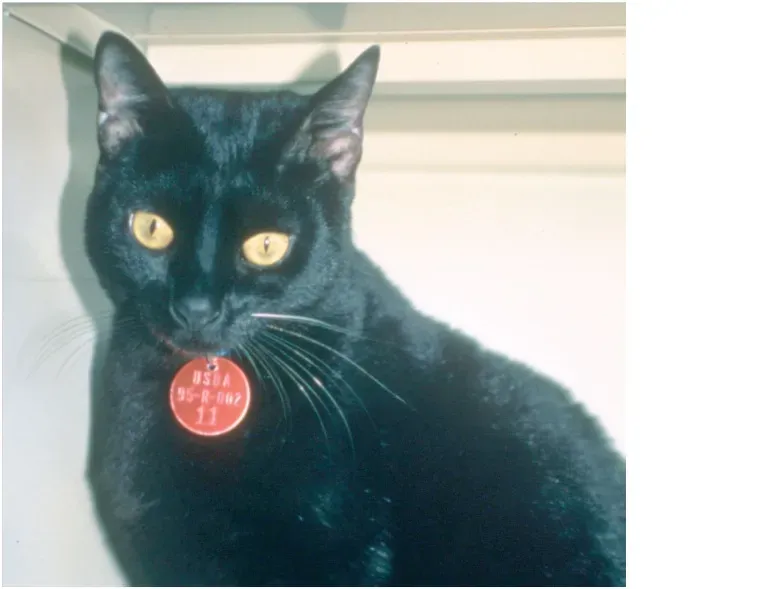 Skipping Microchipping and Proper Identification (Image Credits: Wikimedia)