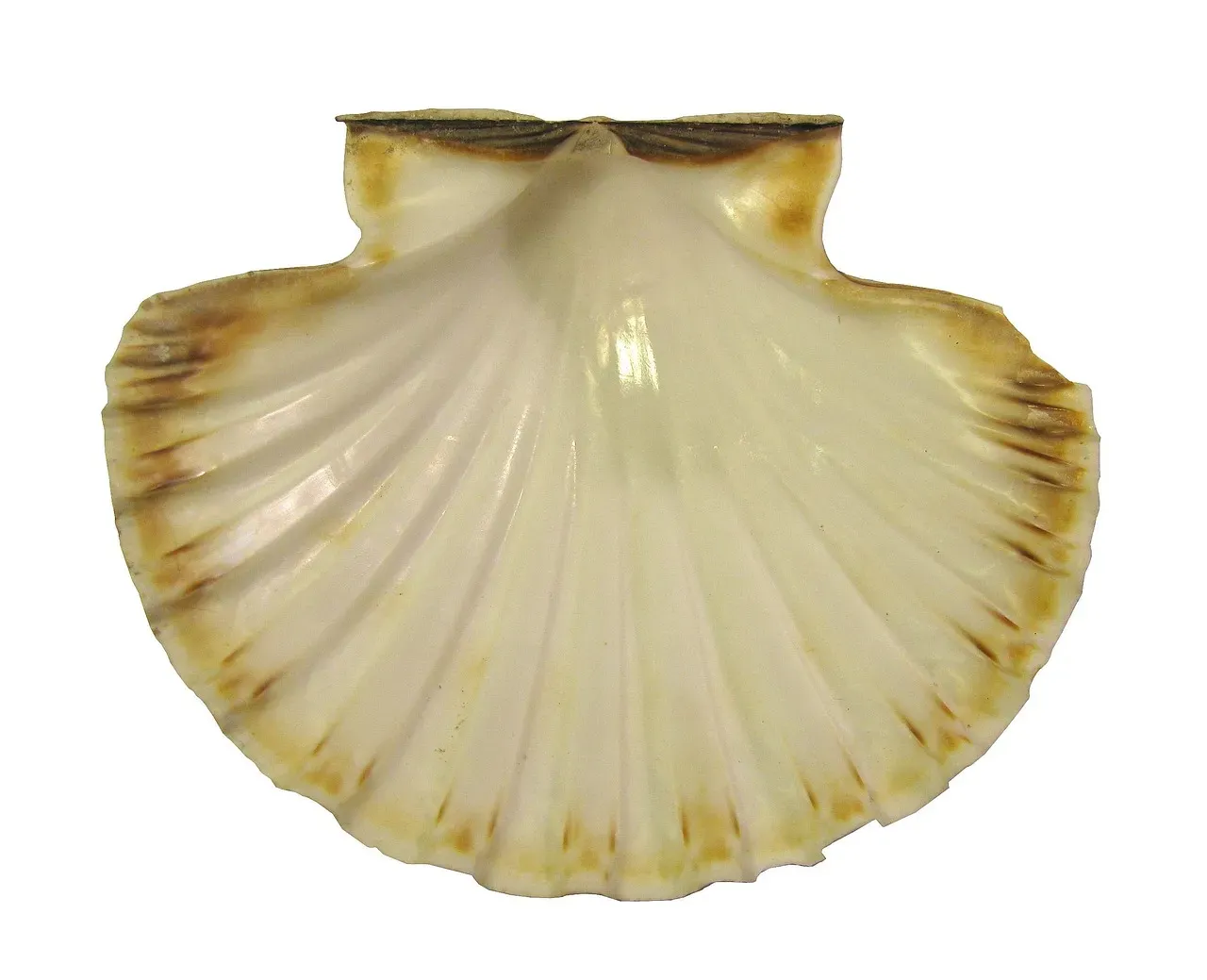 10. Yesso Scallops: The Social Sex Strategists (Image Credits: Pixabay)
