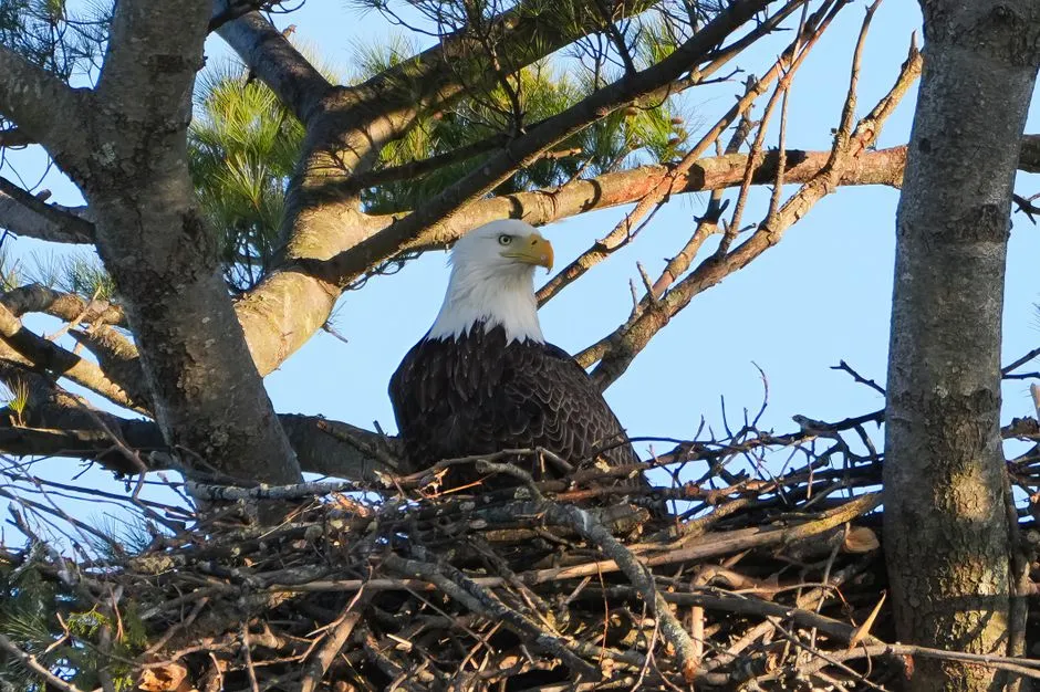 Conclusion: Eagles Choose With Instinct, We Decide What They Find (Image Credits: Pexels)