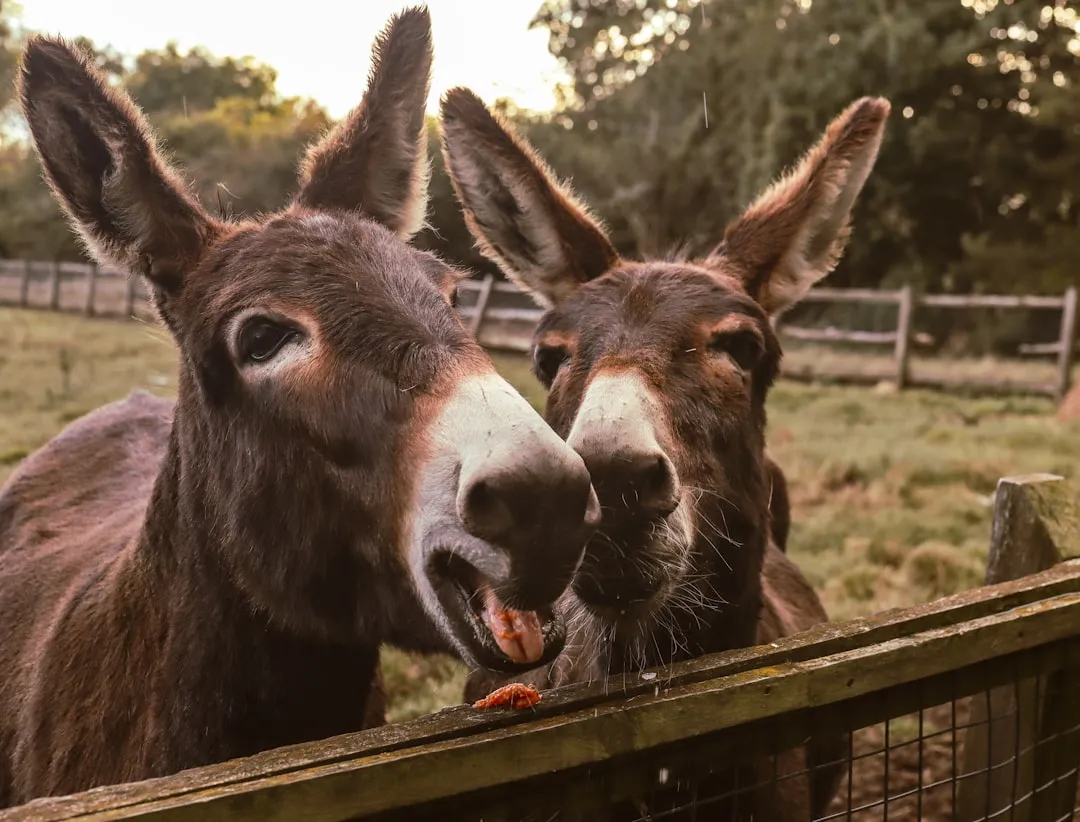 #10 - Donkeys Bonded To One Human, Or One Other Donkey (Image Credits: Unsplash)