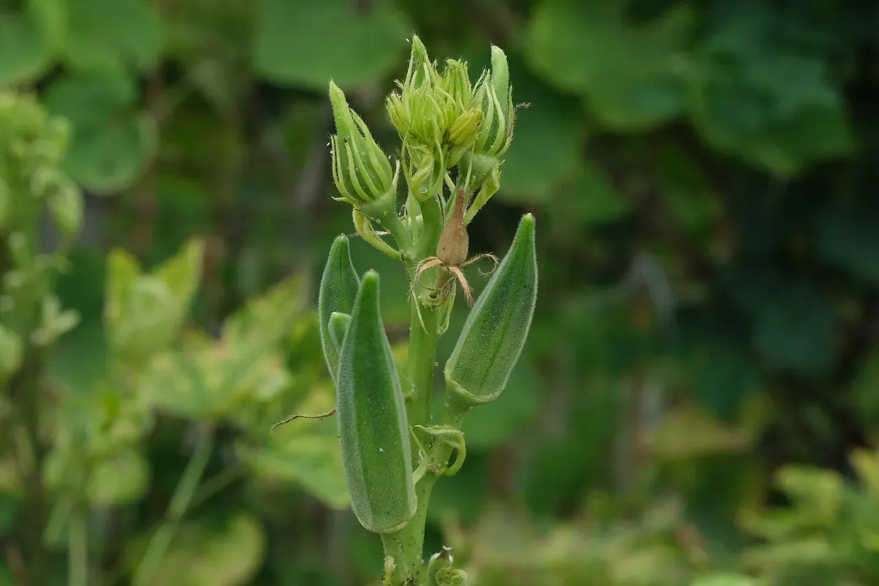 Okra: The Heat-Lover Worth a Second Chance (Image Credits: Pixabay)