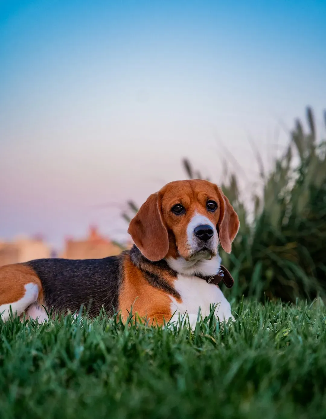 #11 - Beagle (Image Credits: Unsplash)