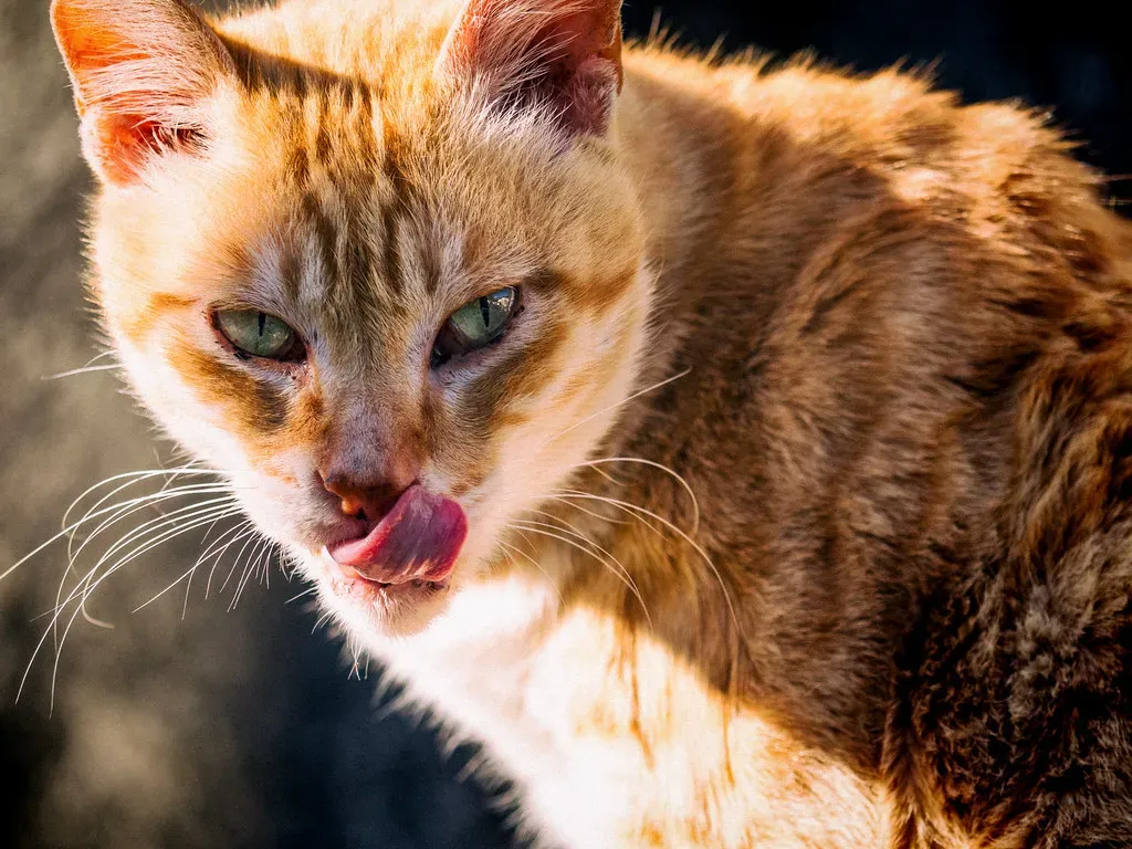 Conclusion: The Future of Urban-Adapted Wildlife (Image Credits: Flickr)