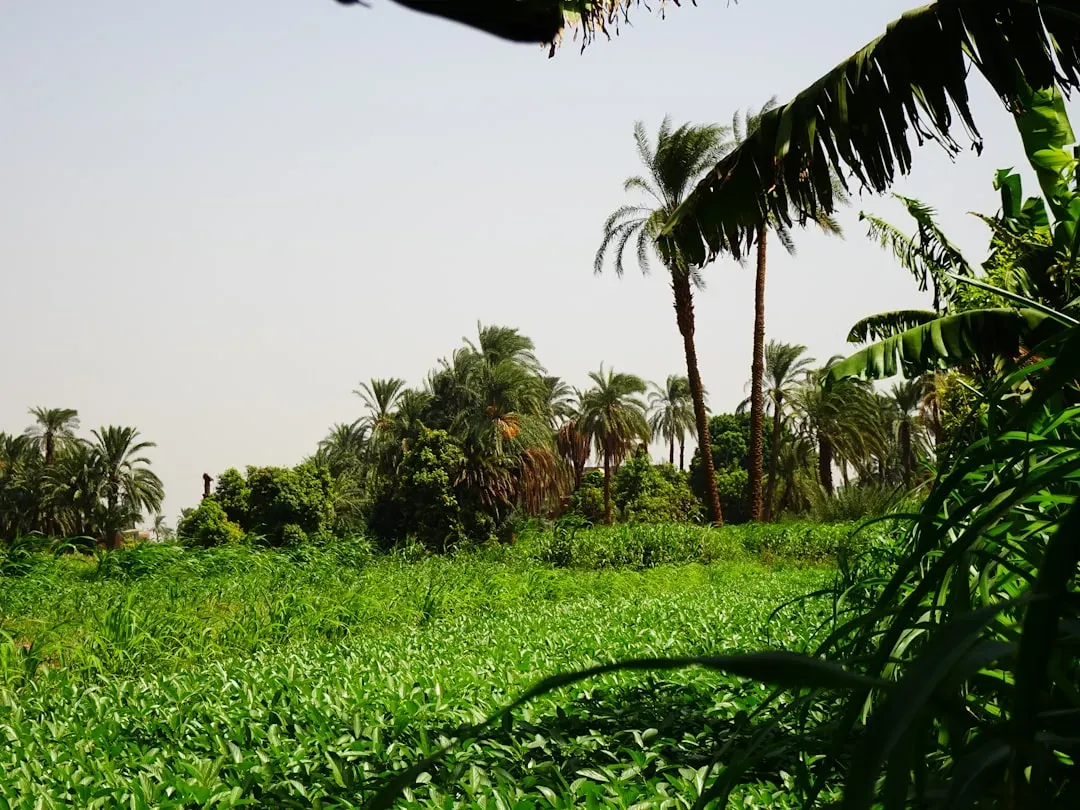 #10: The Ancient Green Sahara and Its Crocodile Forests (Image Credits: Unsplash)