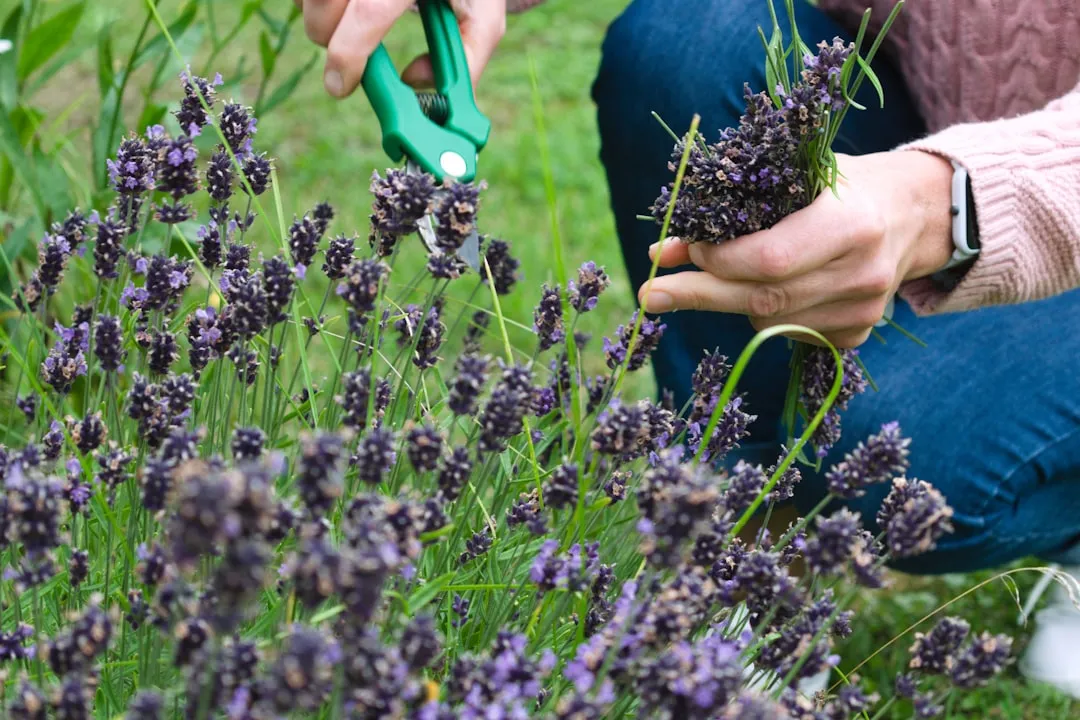 #12 - Pruning Is About Confidence, Not Perfection (Image Credits: Unsplash)