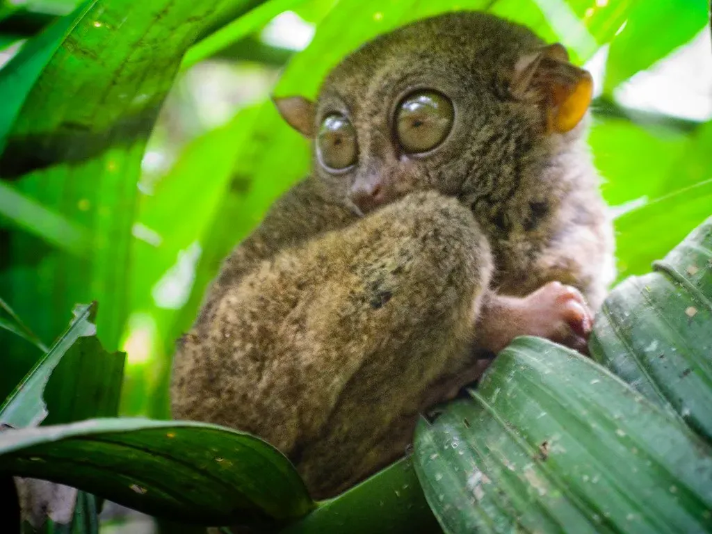 2. Tarsier: The Bug-Eyed Hunter (Image Credits: Flickr)