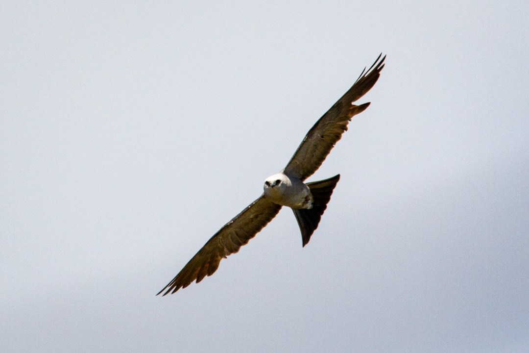 Mississippi Kite (Image Credits: Unsplash)