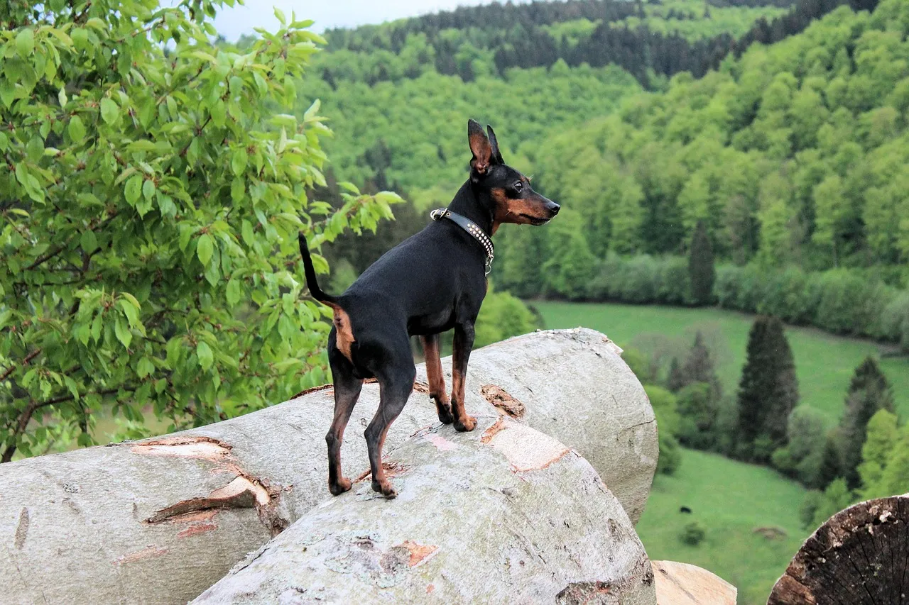 12. Miniature Pinscher: Tough in Attitude, Fragile in Temperature (Image Credits: Pixabay)