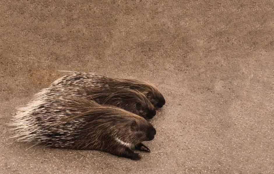 #6: They Are the Second-Largest Rodent in North America (Image Credits: Pexels)