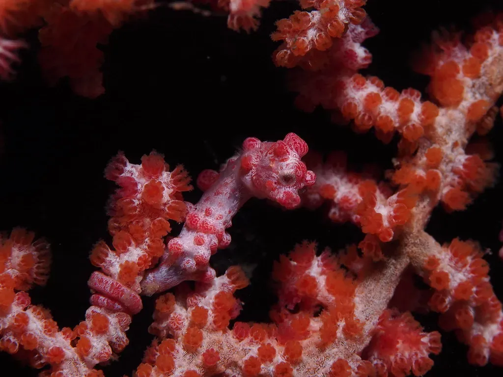 5. Pygmy Seahorse: The Coral Twin (Image Credits: Flickr)
