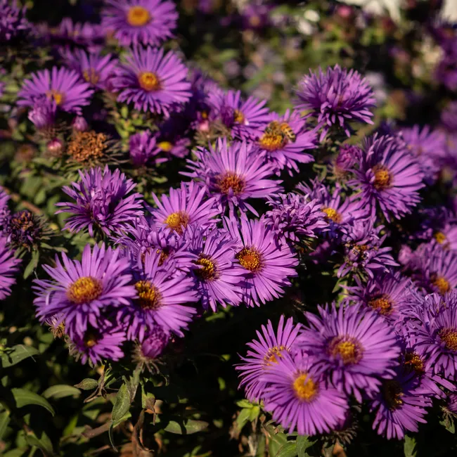 7. New England Aster (Symphyotrichum novae-angliae): Structure for the Night Shift (Image Credits: Pexels)