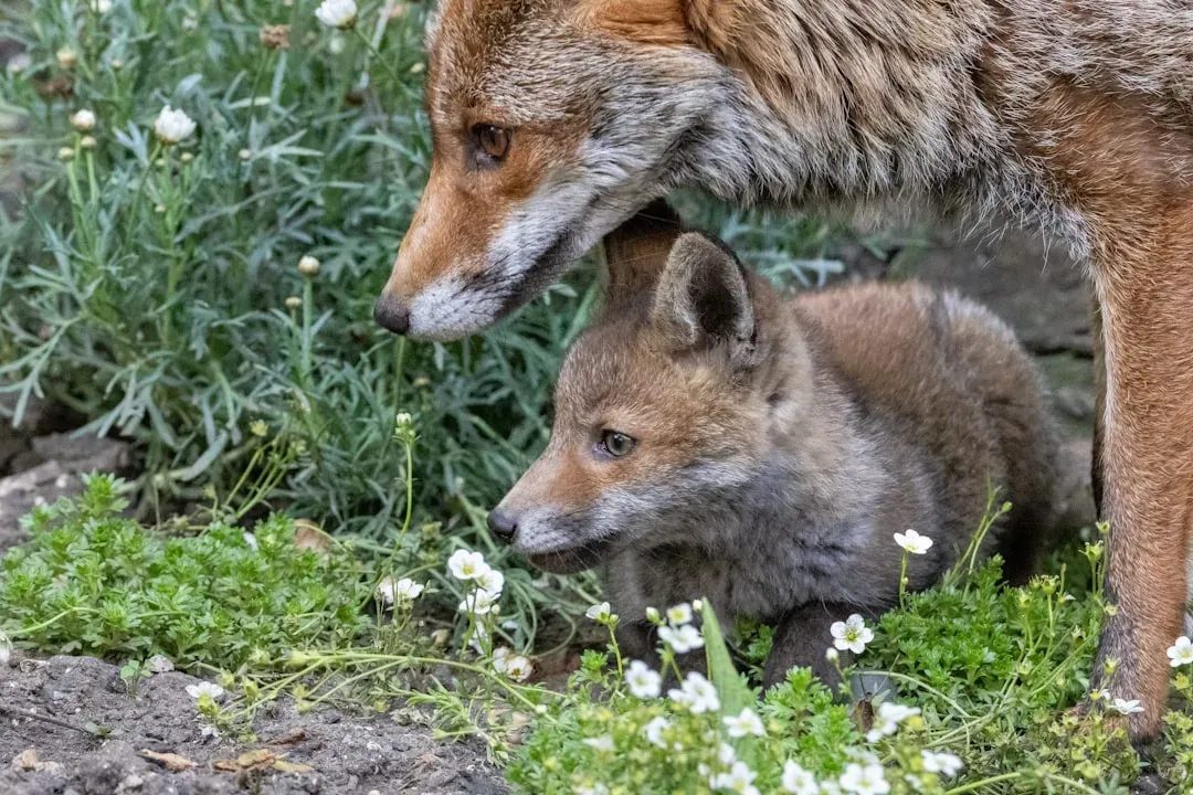 #6: They Are Genuinely Monogamous (Image Credits: Unsplash)