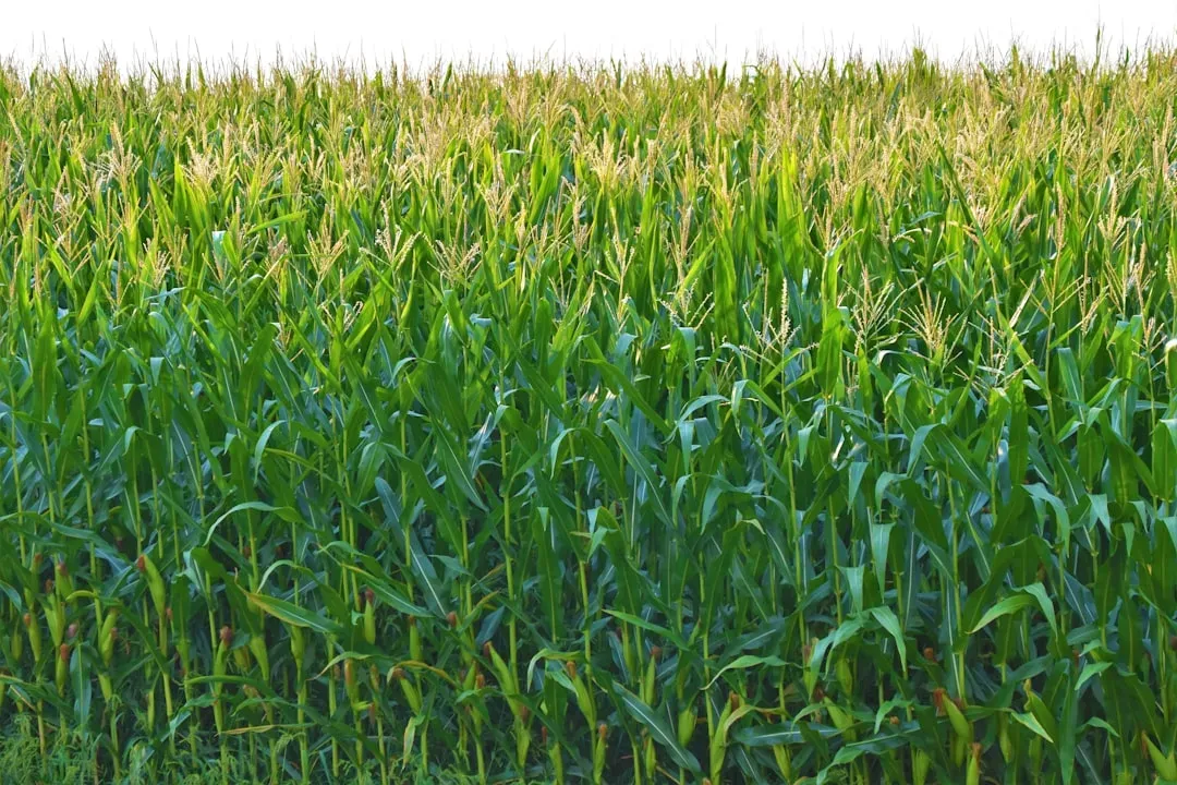 #9 Corn (Image Credits: Unsplash)