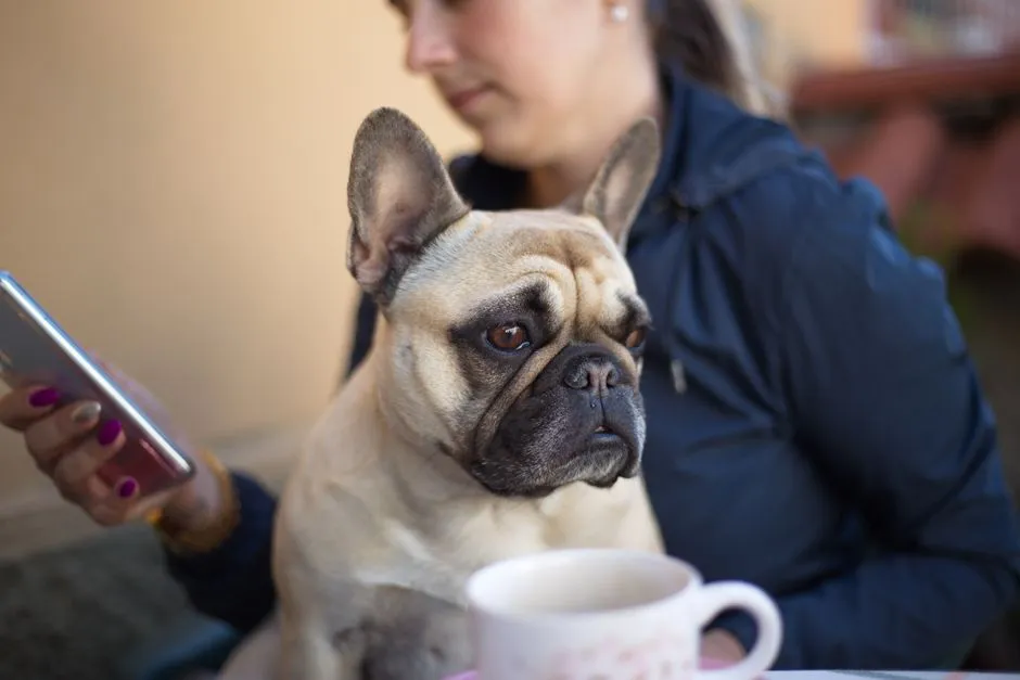 Social behavior: generally friendly, but every dog is different (Image Credits: Pexels)