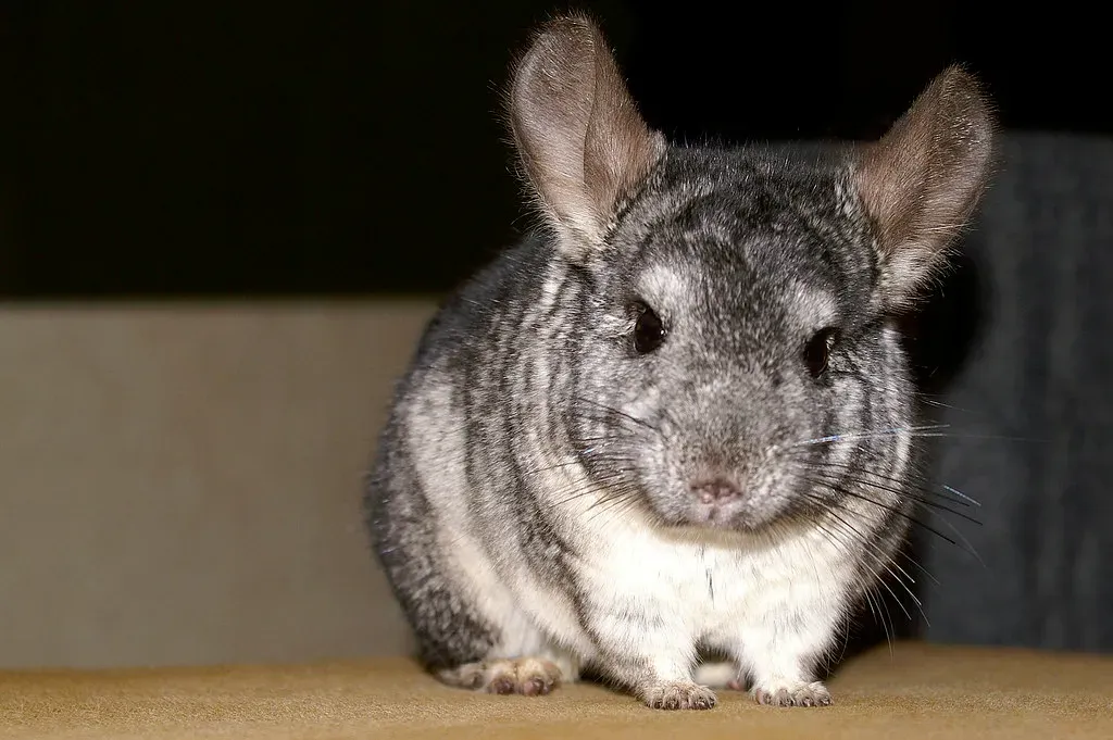 7. Chinchillas (Image Credits: Flickr)