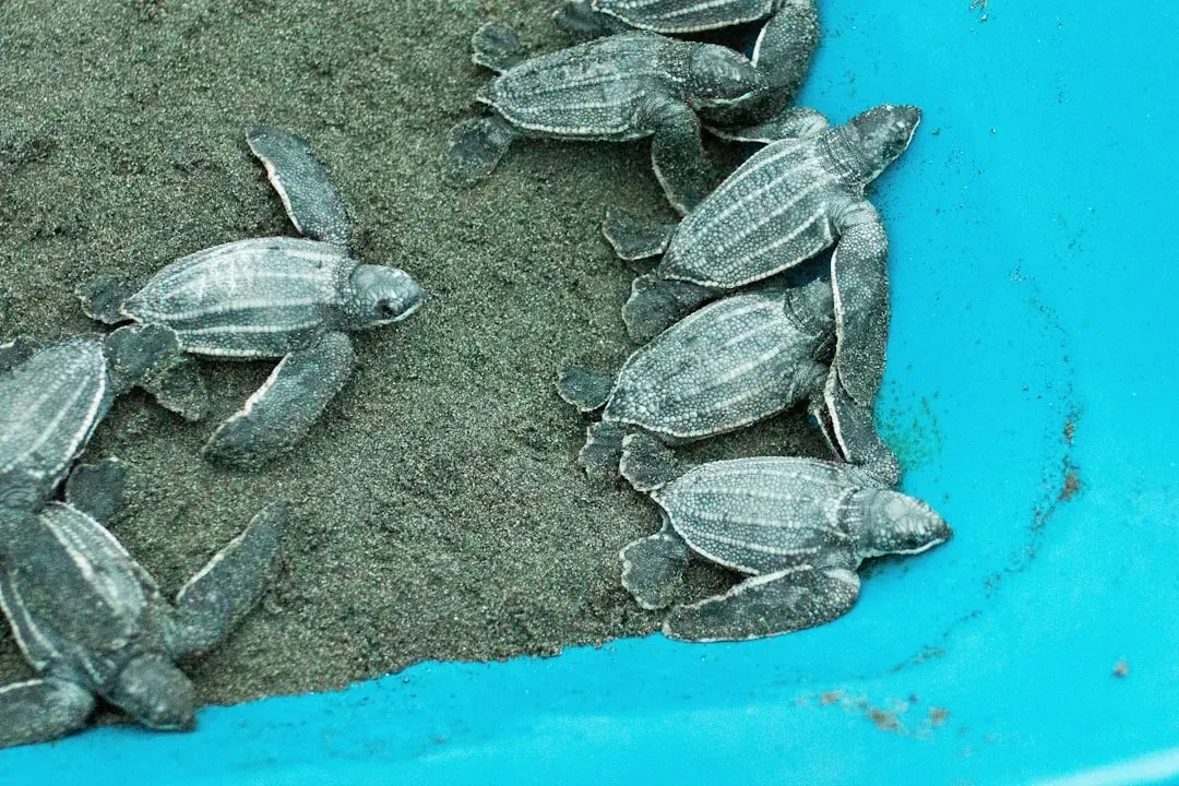 Sea Turtles: Returning Home Across Entire Oceans (Image Credits: Unsplash)