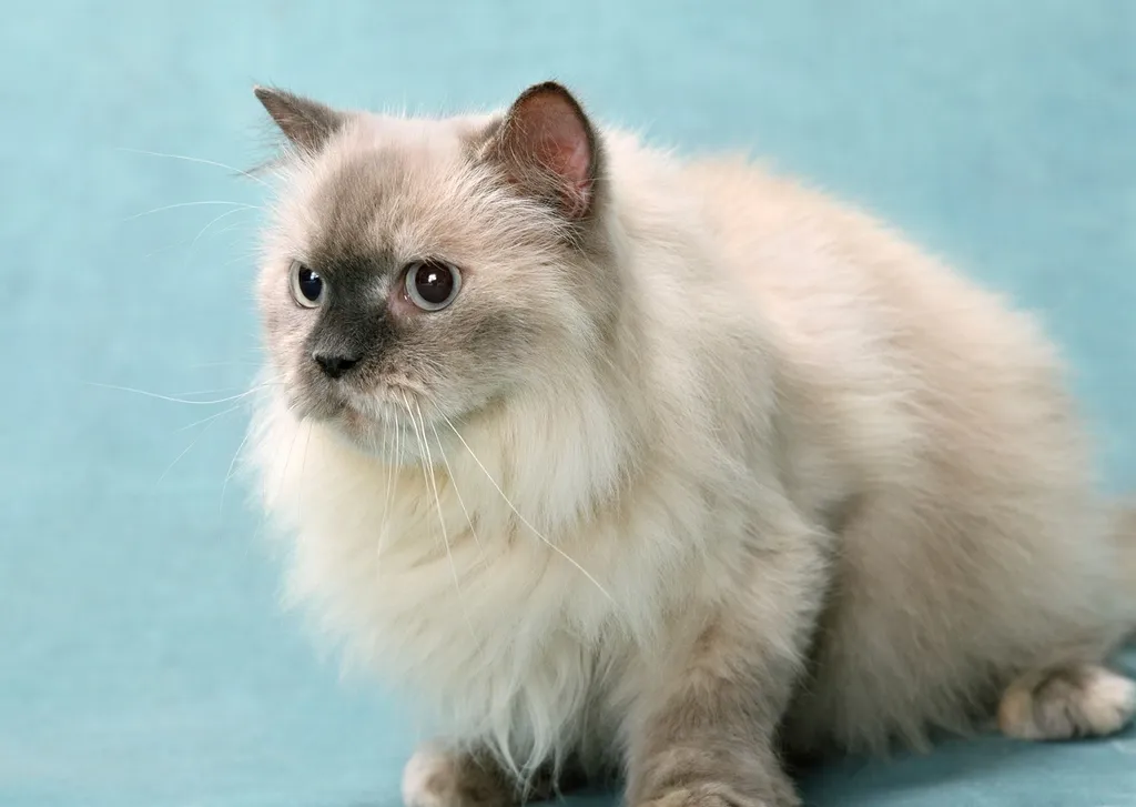 #15 - Turkish Van (Image Credits: Rawpixel)