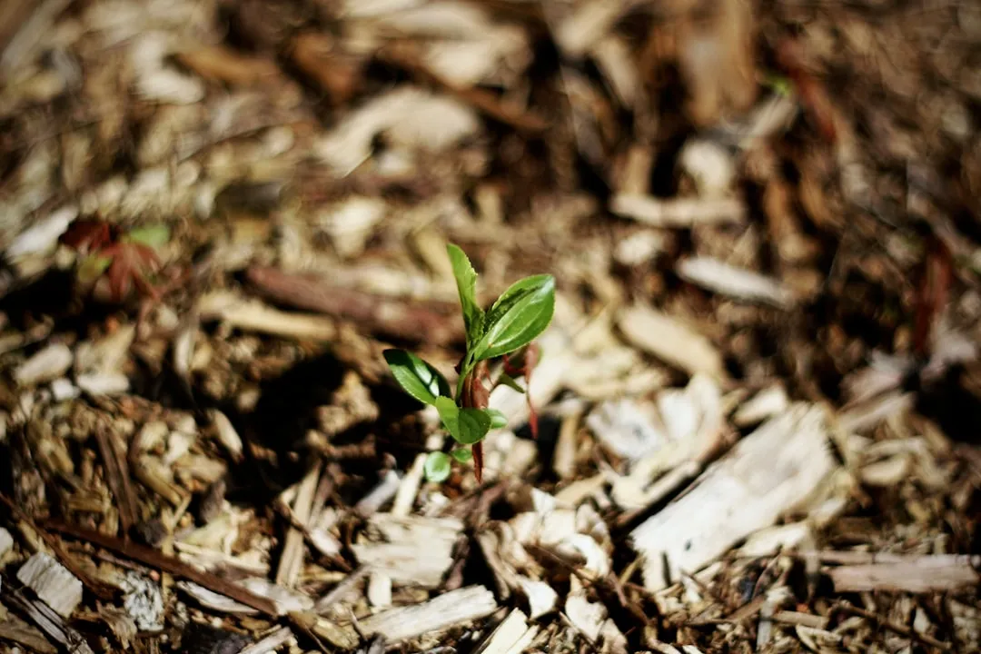 #7 - Choose Fall Mulch That Respects Insects, Not Just Aesthetics (Image Credits: Unsplash)