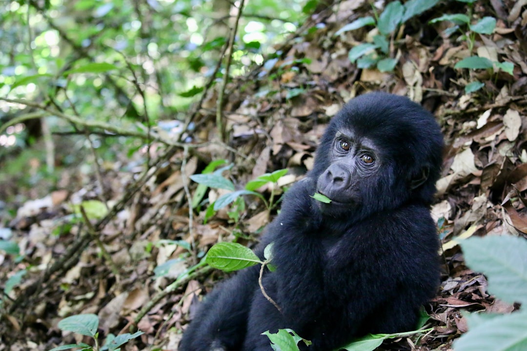 Mountain Gorilla - From 600 to Over 1,000 (Image Credits: Unsplash)