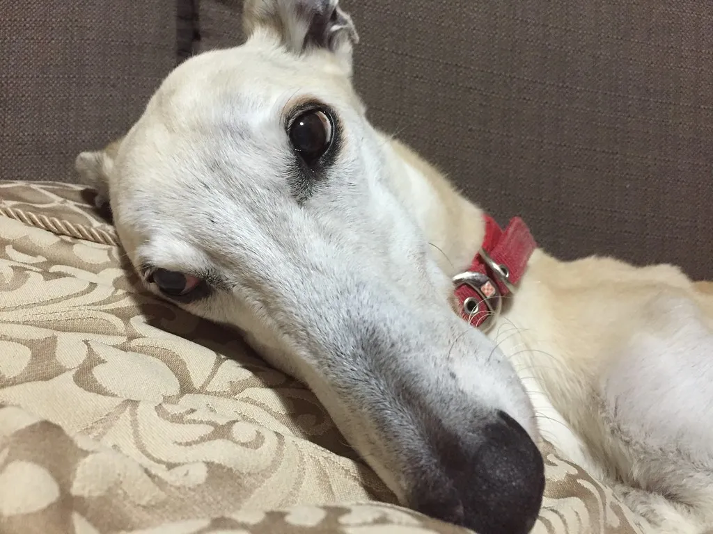 2 - Greyhound: The Surprising Couch Potato (Image Credits: Flickr)