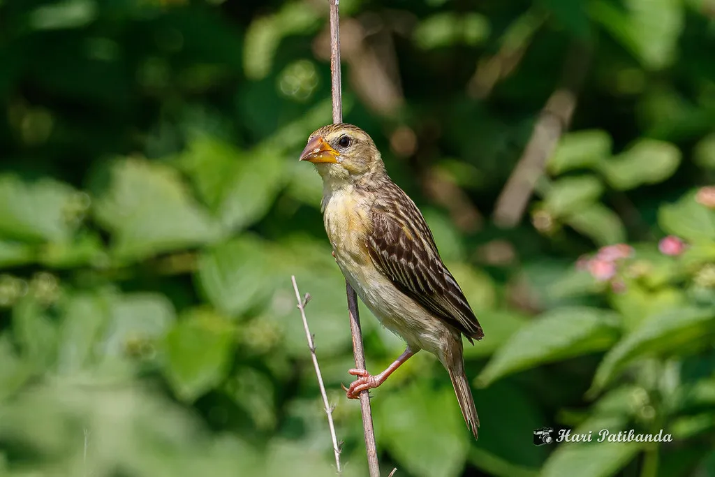 The female is the one who actually decides (Hari K Patibanda, Flickr, CC BY 2.0)