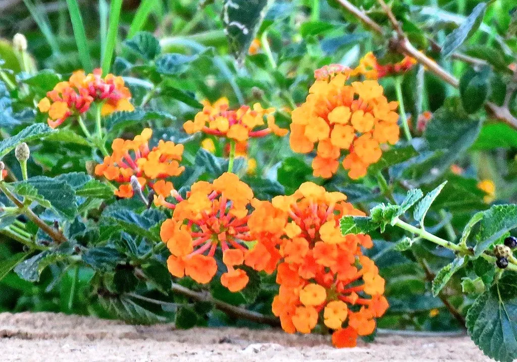 2. Lantana: Heat, Drought, and Butterflies All at Once (Chic Bee, Flickr, CC BY 2.0)