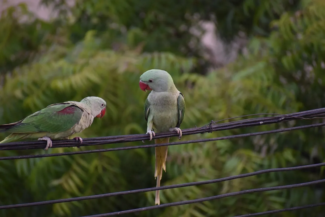 Practicing Alone vs Speaking in Public: What Changes for the Bird (Image Credits: Pixabay)