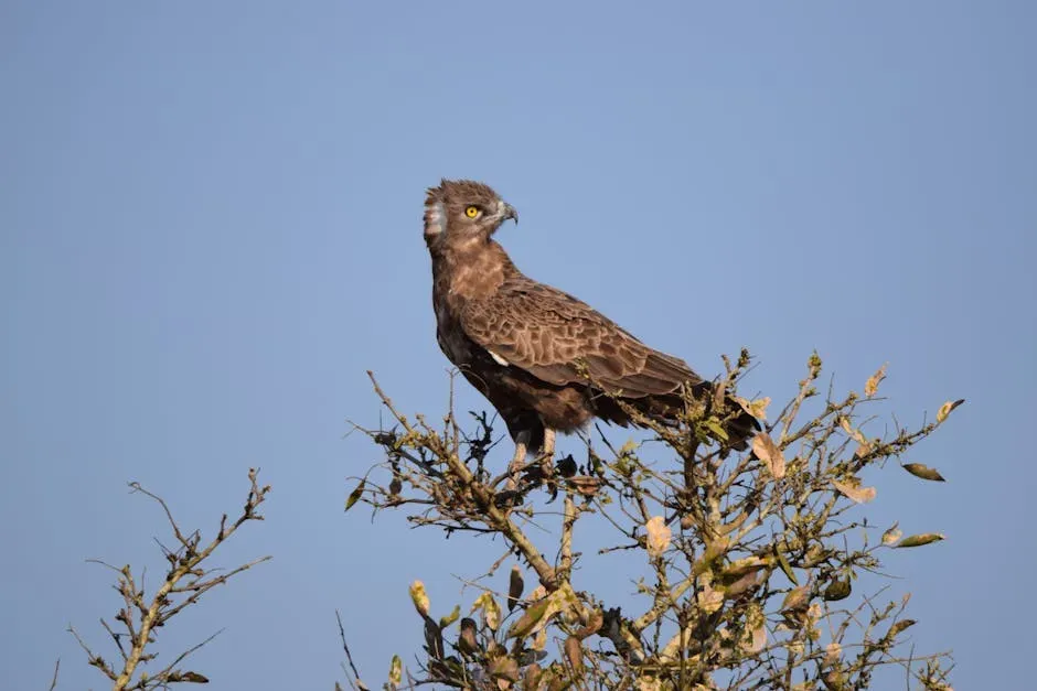 18. Short-Toed Snake Eagle - Europe's Reptile Specialist (Image Credits: Pexels)