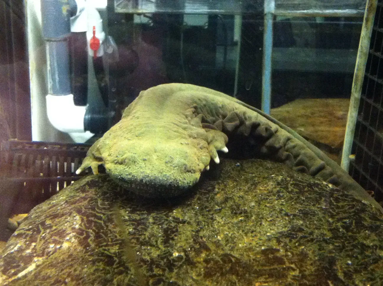Hellbender: The Giant Salamander Hiding in Appalachian Rivers (Image Credits: Wikimedia)