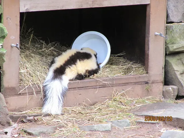 Outdoor Pet Food Left Overnight (wallygrom, Flickr, CC BY-SA 2.0)