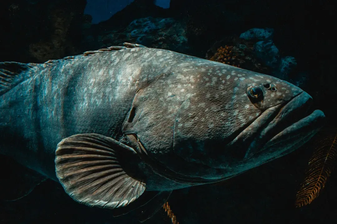 The Coelacanth: Back From the Dead (Image Credits: Unsplash)