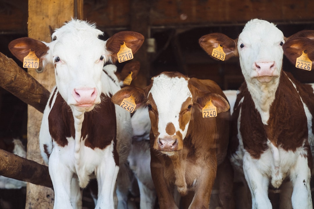 Farm Animals Display Group Behavioral Changes Before Disasters (Image Credits: Unsplash)