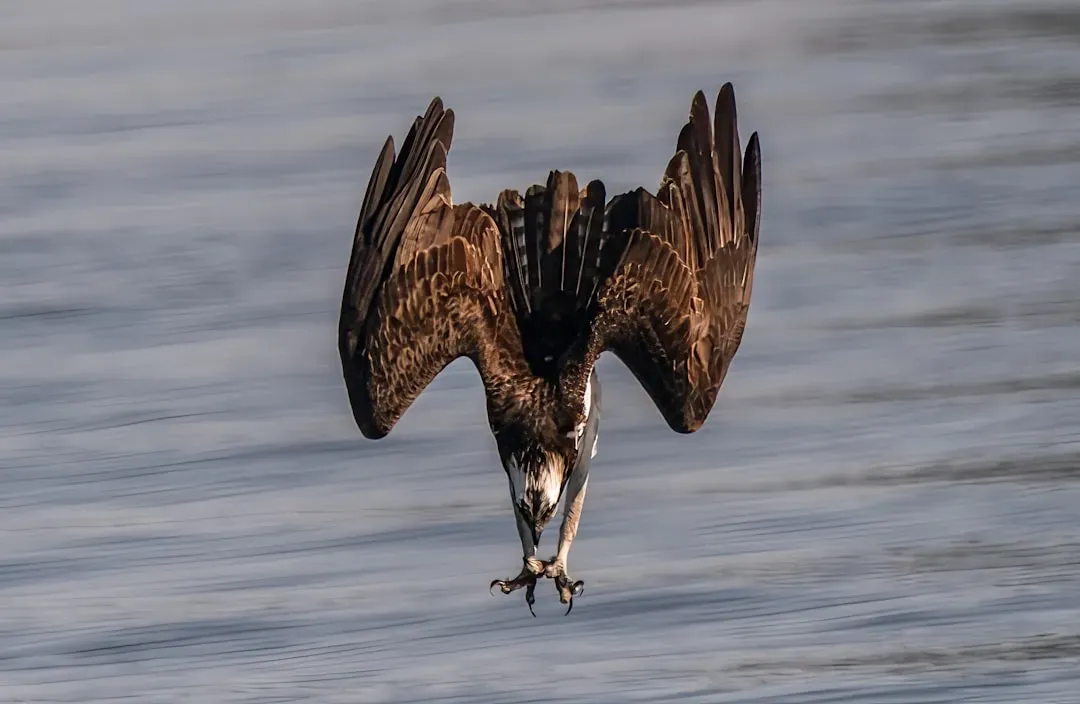 1. Blue Cypress Lake, Florida - The Crown Jewel of Osprey Photography (Image Credits: Unsplash)