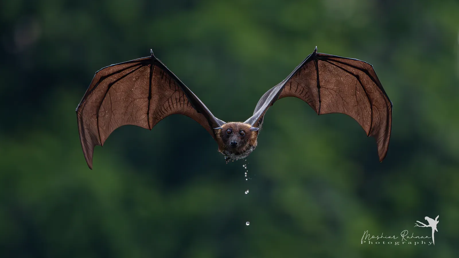 Forest Restoration's Secret Weapon: Seeds Dropped from the Sky (Image Credits: Wikimedia)