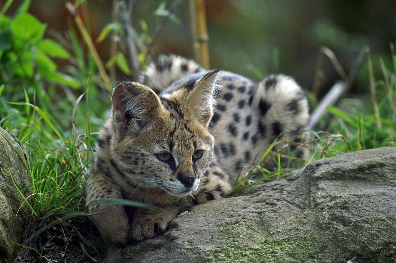 #6 Serval Cats - Wild Felines with Domestic Dreams (Image Credits: Pixabay)